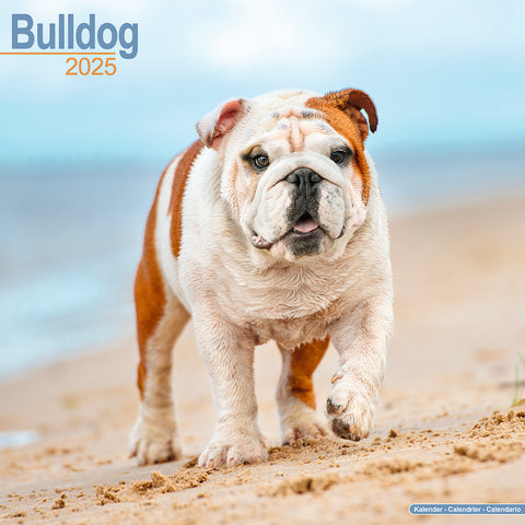 Bulldog Kalender 2025