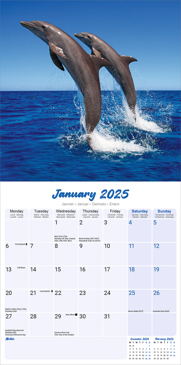 Dolphins Kalender 2025 De Kalenderman