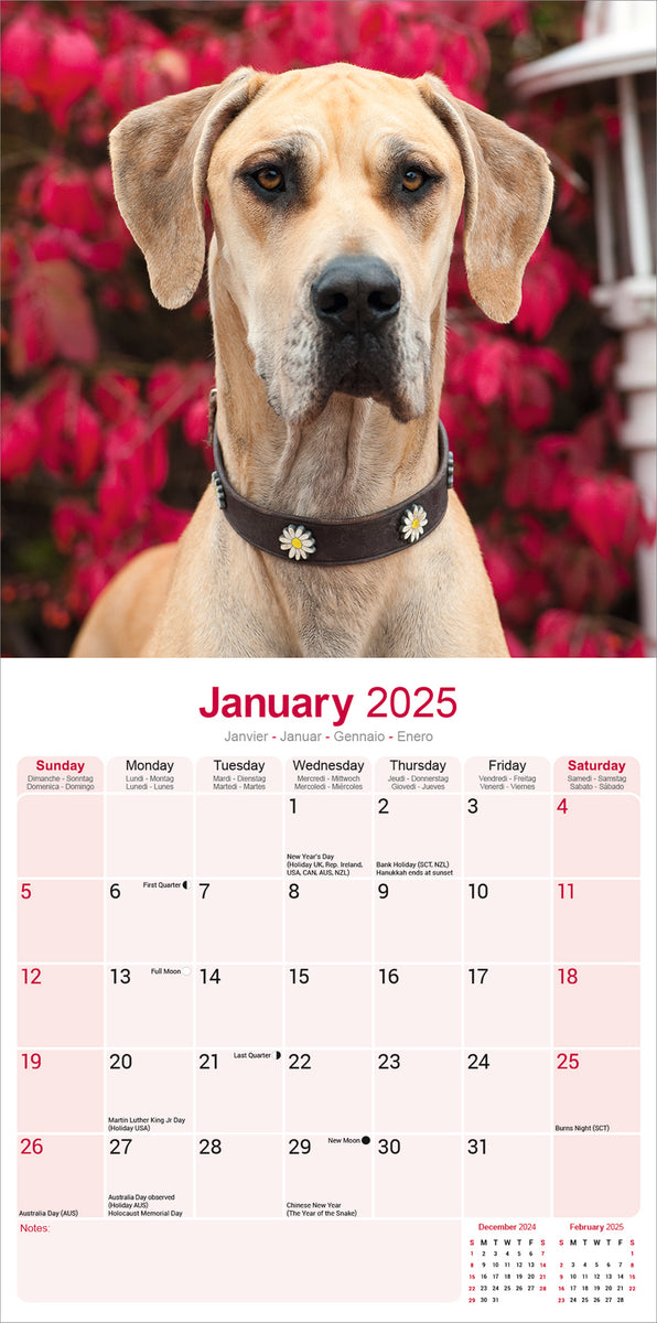 Great Dane Kalender 2025 De Kalenderman