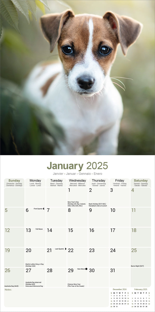Jack Russel Kalender 2025 De Kalenderman