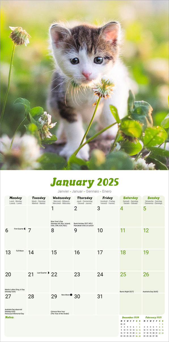 Kittens Kalender 2025 De Kalenderman