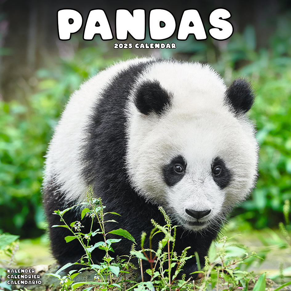 Pandas Kalender 2025 De Kalenderman