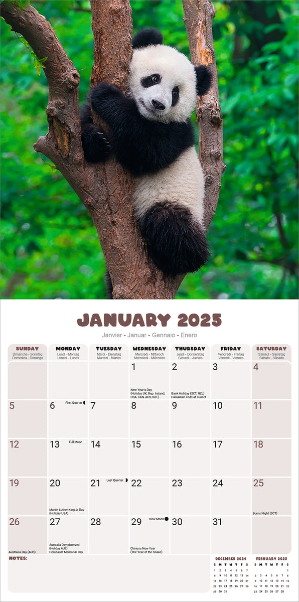 Pandas Kalender 2025 De Kalenderman
