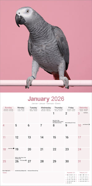 African Greys Kalender 2026