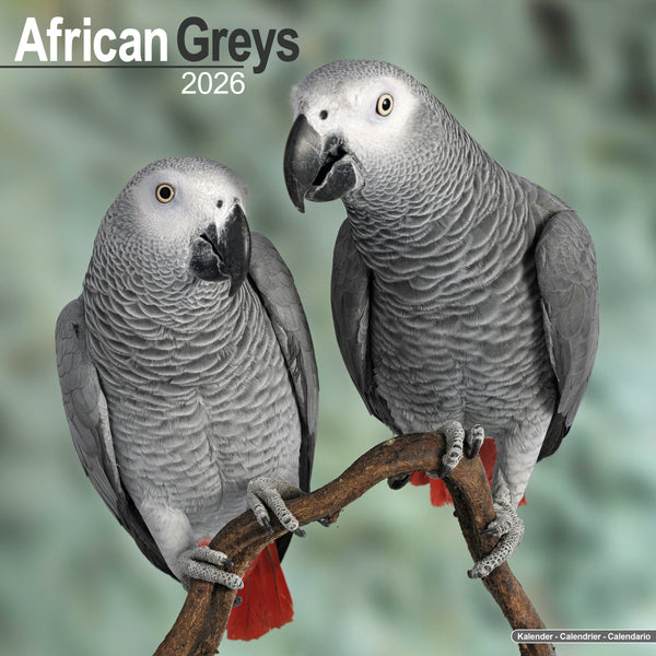 African Greys Kalender 2026