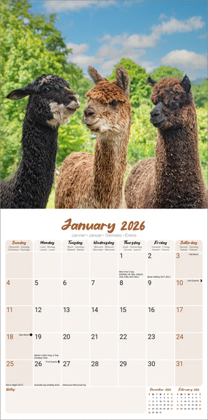 Alpacas Kalender 2026