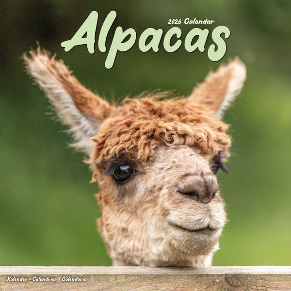 Alpacas Kalender 2026