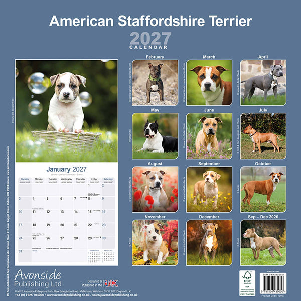 American Staffordshire Terrier Kalender 2027