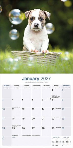 American Staffordshire Terrier Kalender 2027