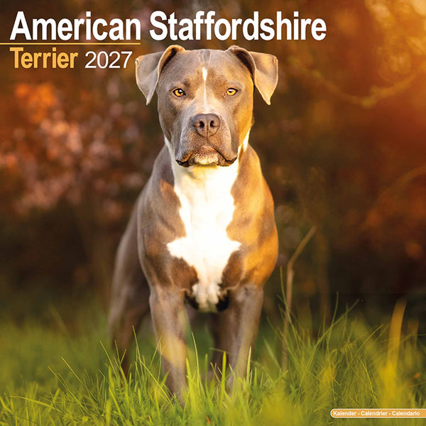 American Staffordshire Terrier Kalender 2027