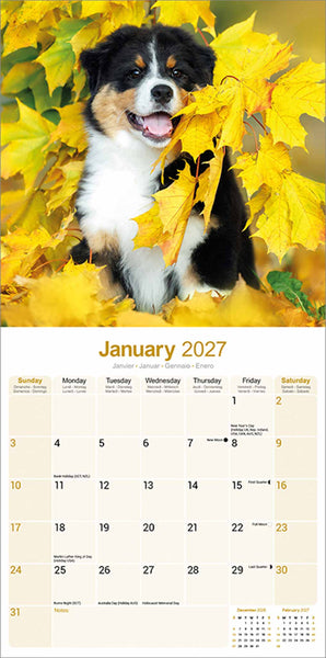 Australian Shephard Kalender 2027