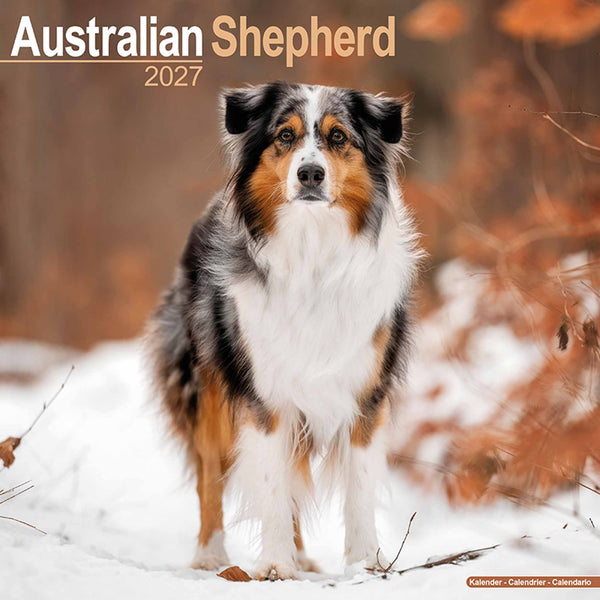 Australian Shephard Kalender 2027