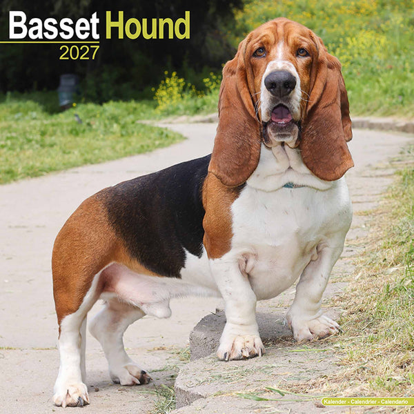 Basset Hound Kalender 2027