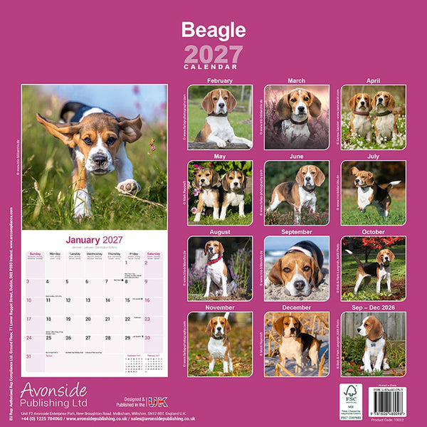 Beagle Kalender 2027