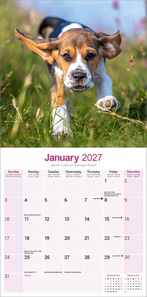 Beagle Kalender 2027