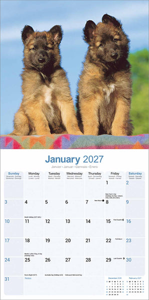 Belgian Shepherd Kalender 2027