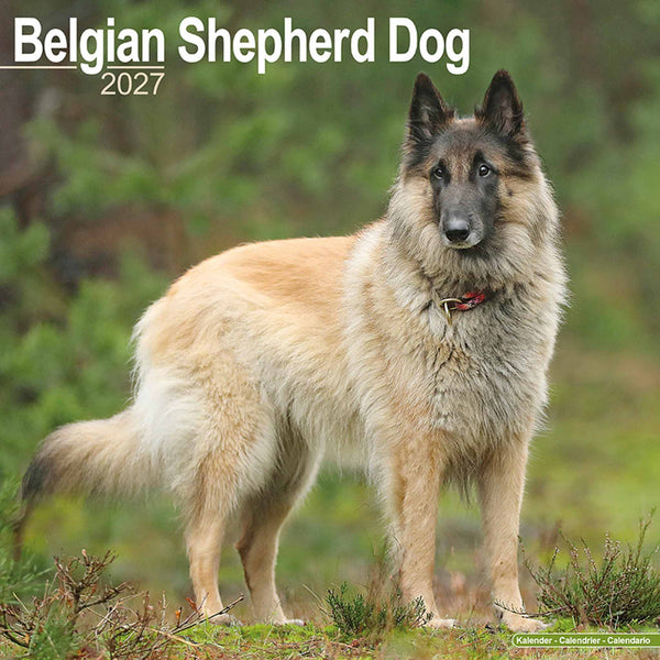 Belgian Shepherd Kalender 2027
