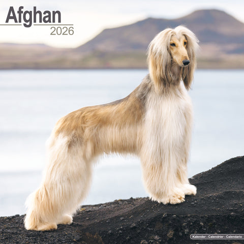 Afghan Kalender 2026