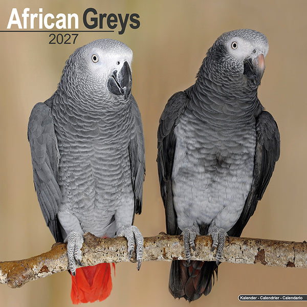 African Greys Kalender 2027