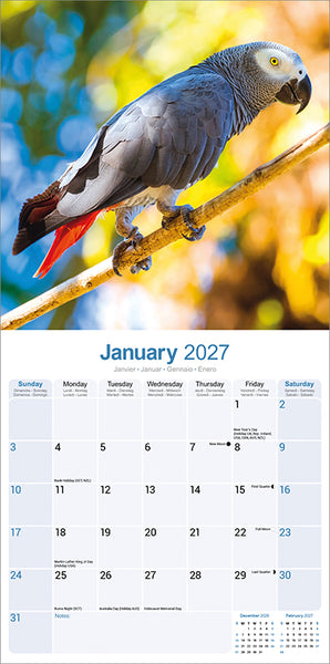 African Greys Kalender 2027