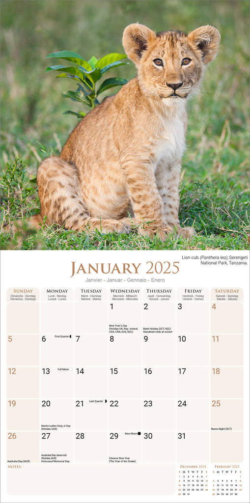 African Wildlife Kalender 2025 De Kalenderman