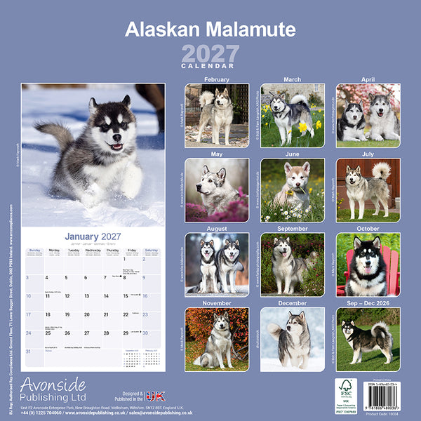 Alaskan Malamute Kalender 2027