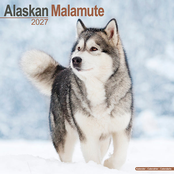 Alaskan Malamute Kalender 2027