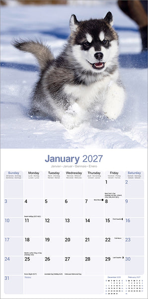 Alaskan Malamute Kalender 2027