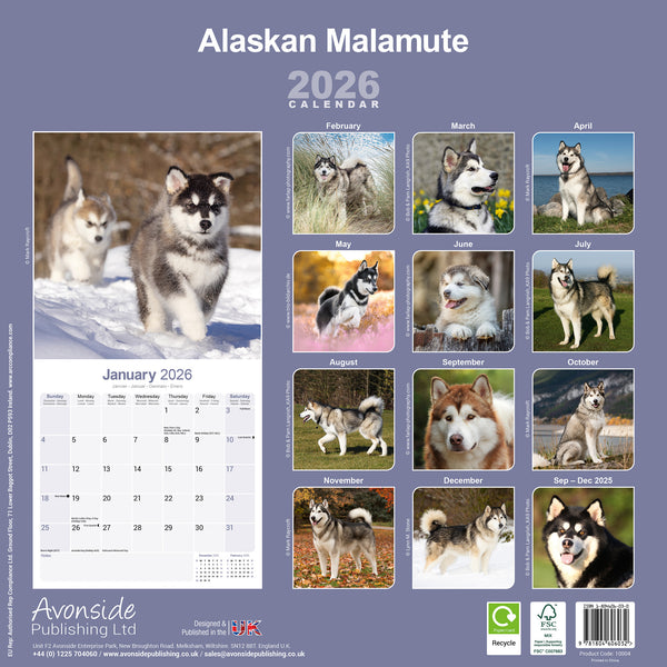 Alaskan Malamute Kalender 2026