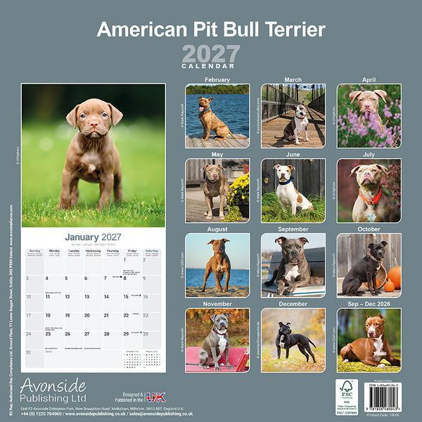 American Pit Bull Kalender 2027