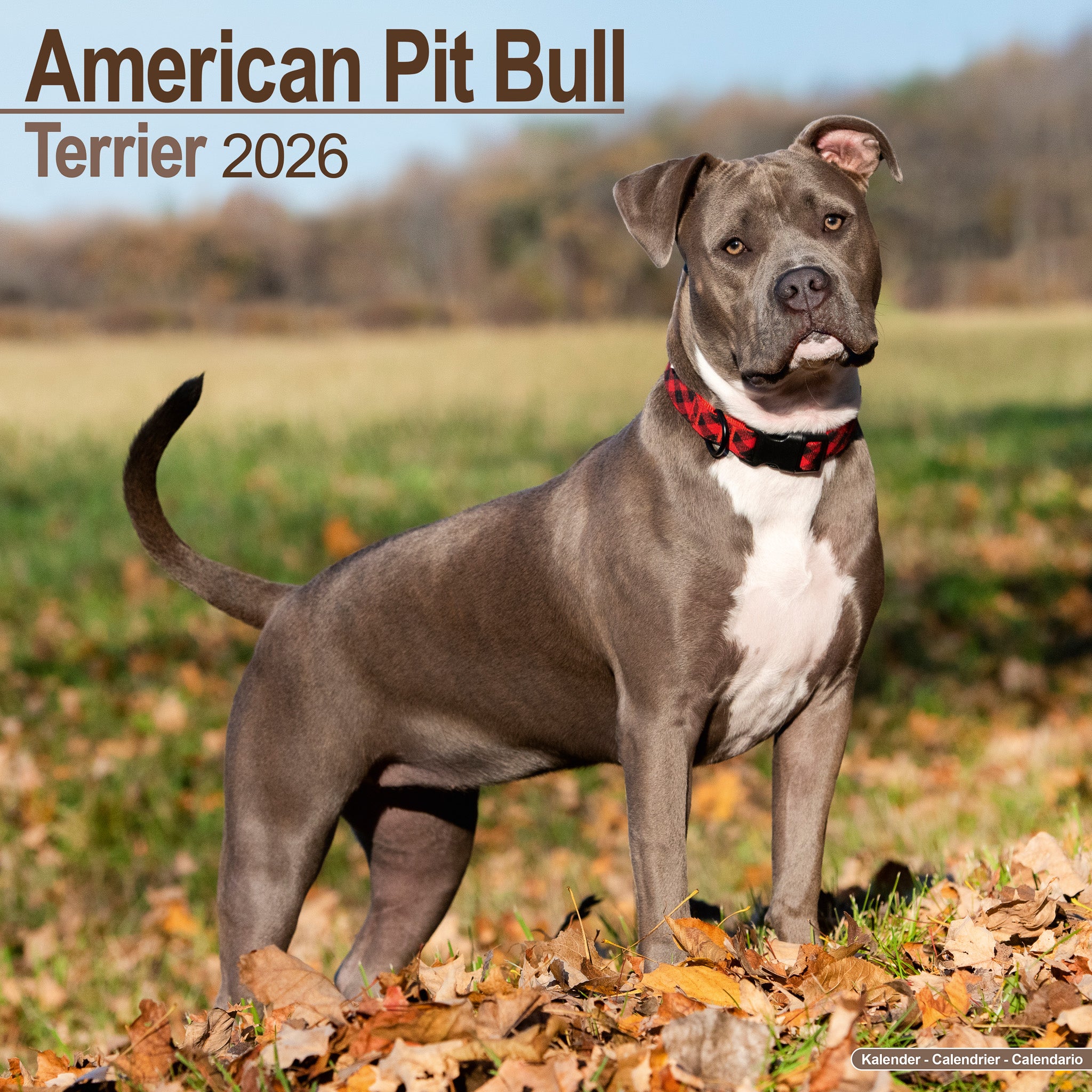American Pit Bull Kalender 2026