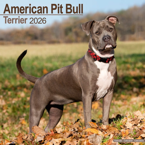 American Pit Bull Kalender 2026