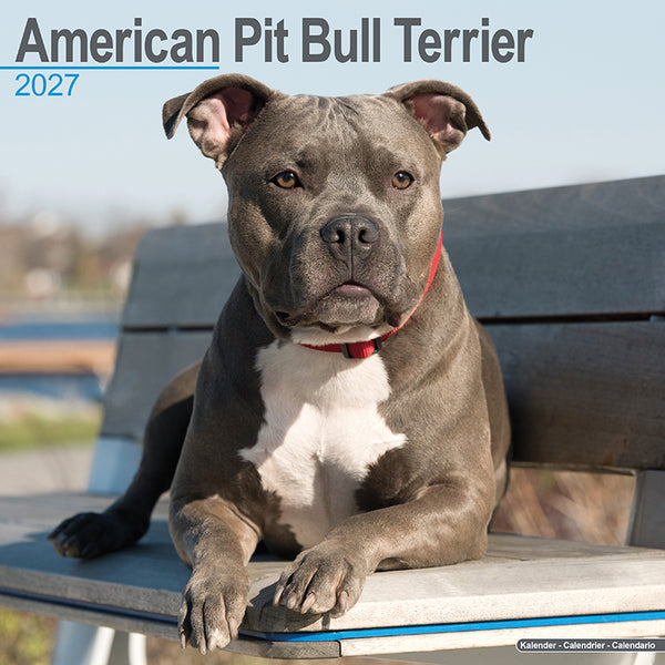 American Pit Bull Kalender 2027