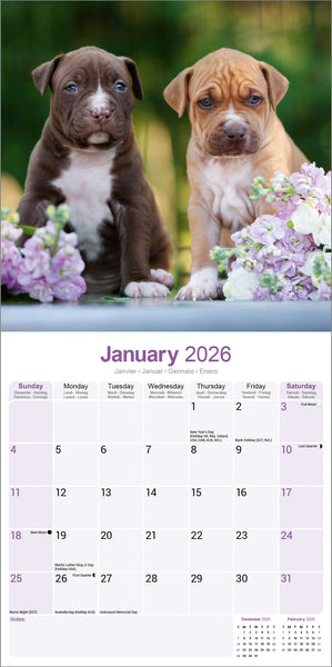American Pit Bull Kalender 2026