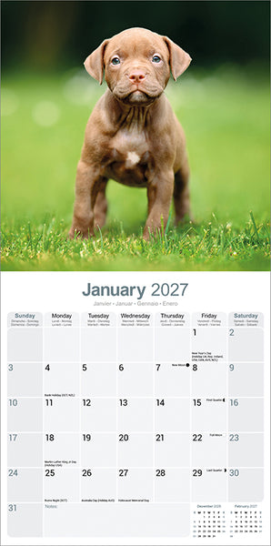 American Pit Bull Kalender 2027