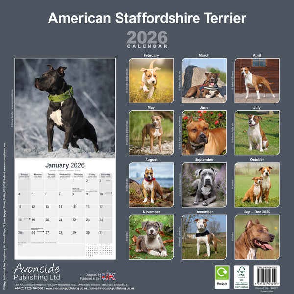 American Staffordshire Terrier Kalender 2026
