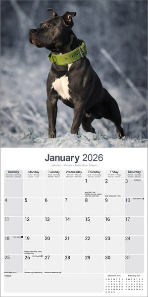 American Staffordshire Terrier Kalender 2026