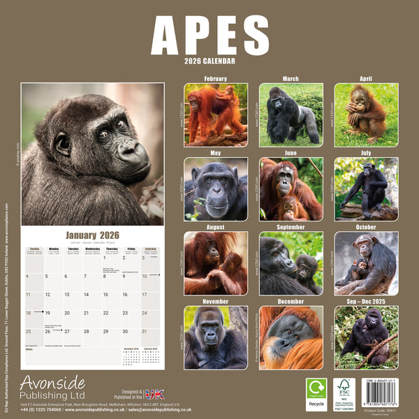 Apes Kalender 2026