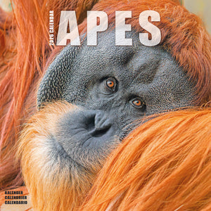 Apes Kalender 2026
