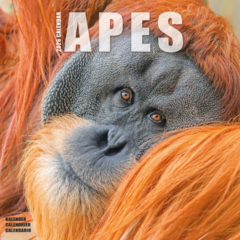 Apes Kalender 2026