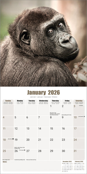 Apes Kalender 2026
