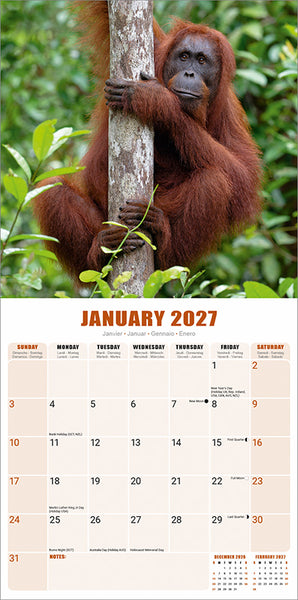 Apes Kalender 2027