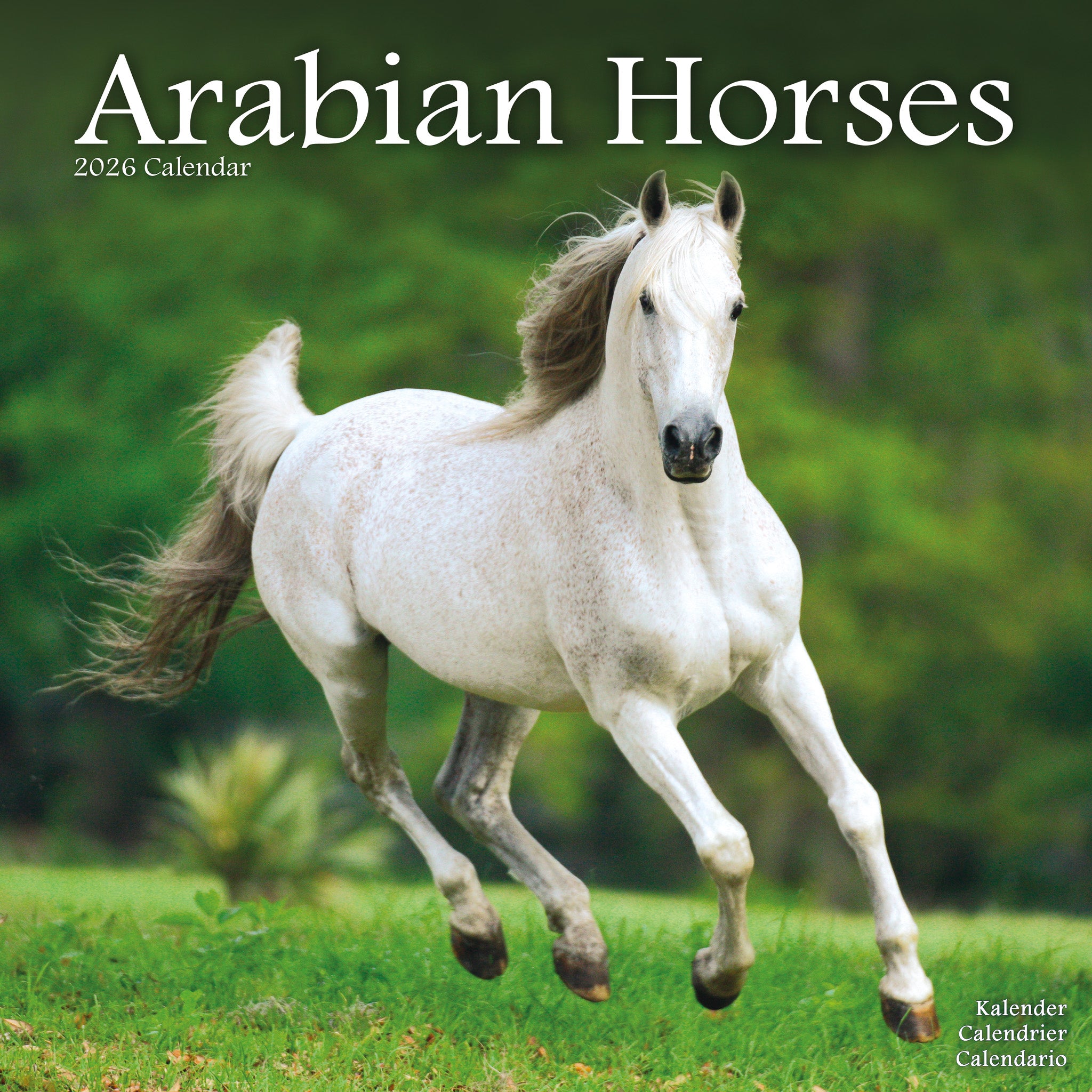 Arabian Horses Kalender 2026