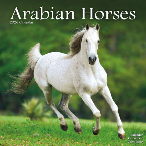 Arabian Horses Kalender 2026