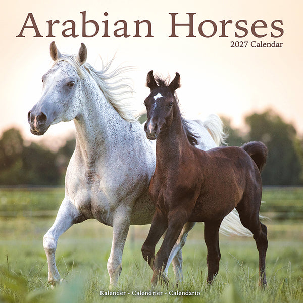 Arabian Horses Kalender 2027