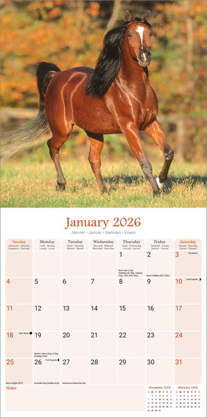 Arabian Horses Kalender 2026