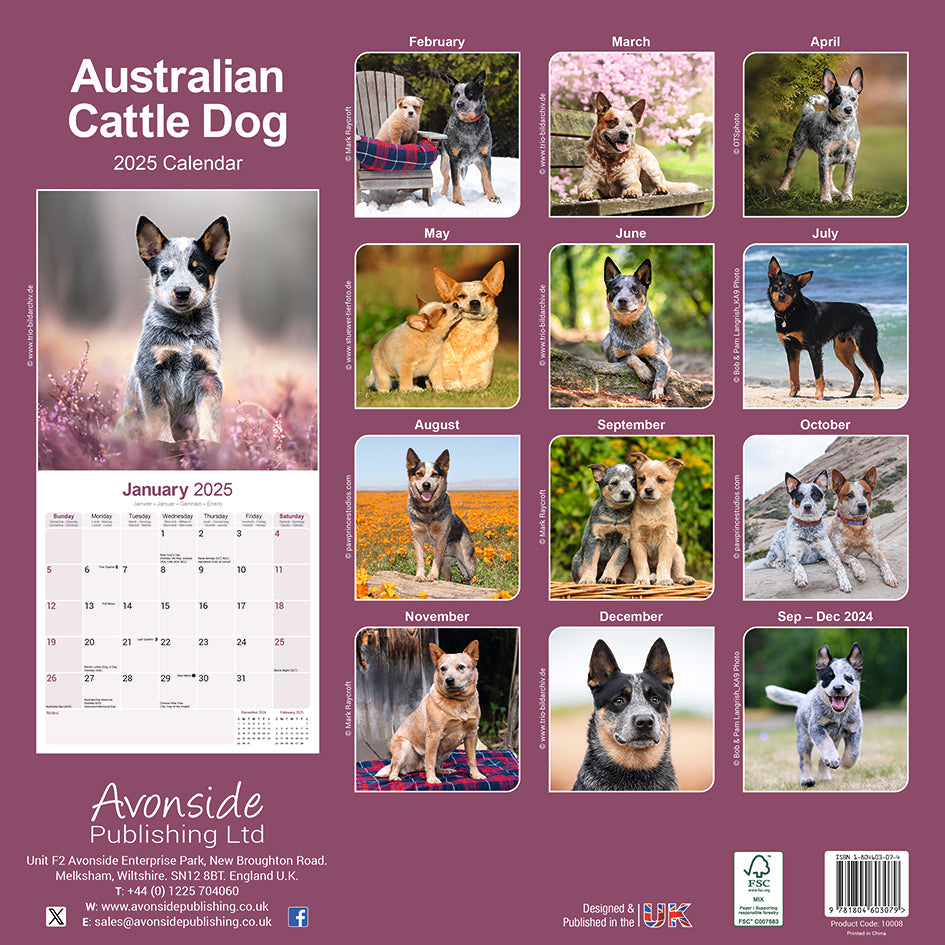 Australian Cattle Dog Kalender 2026 De Kalenderman