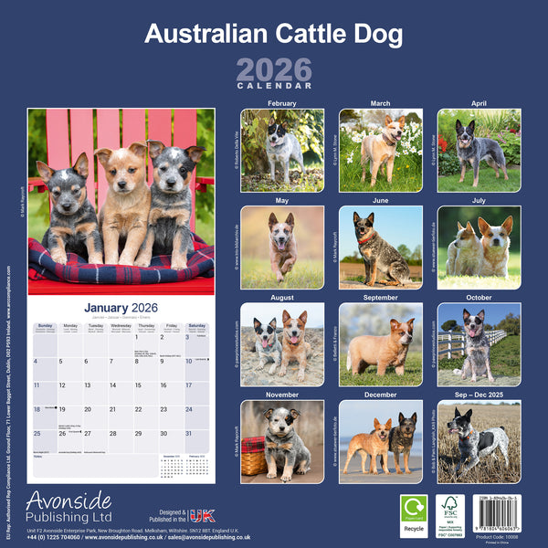 Australian Cattle Dog Kalender 2026