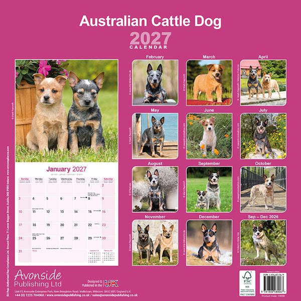 Australian Cattle Dog Kalender 2027