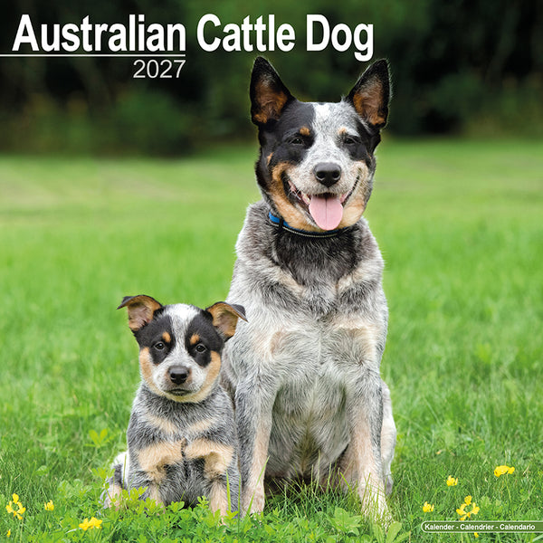 Australian Cattle Dog Kalender 2027